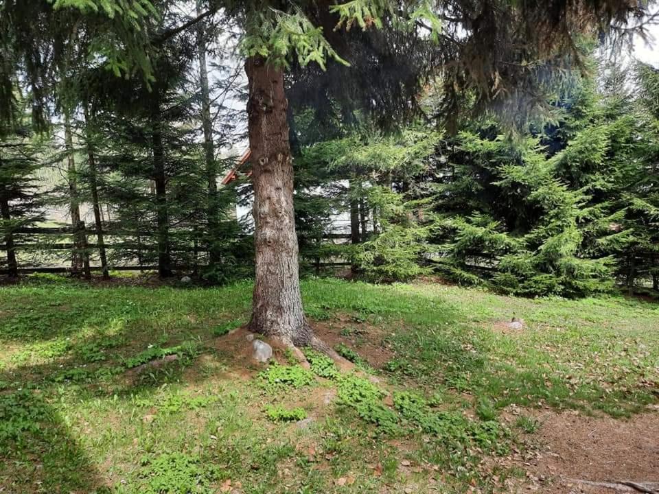 Piricske Pihenohaz Villa Ciceu Eksteriør billede